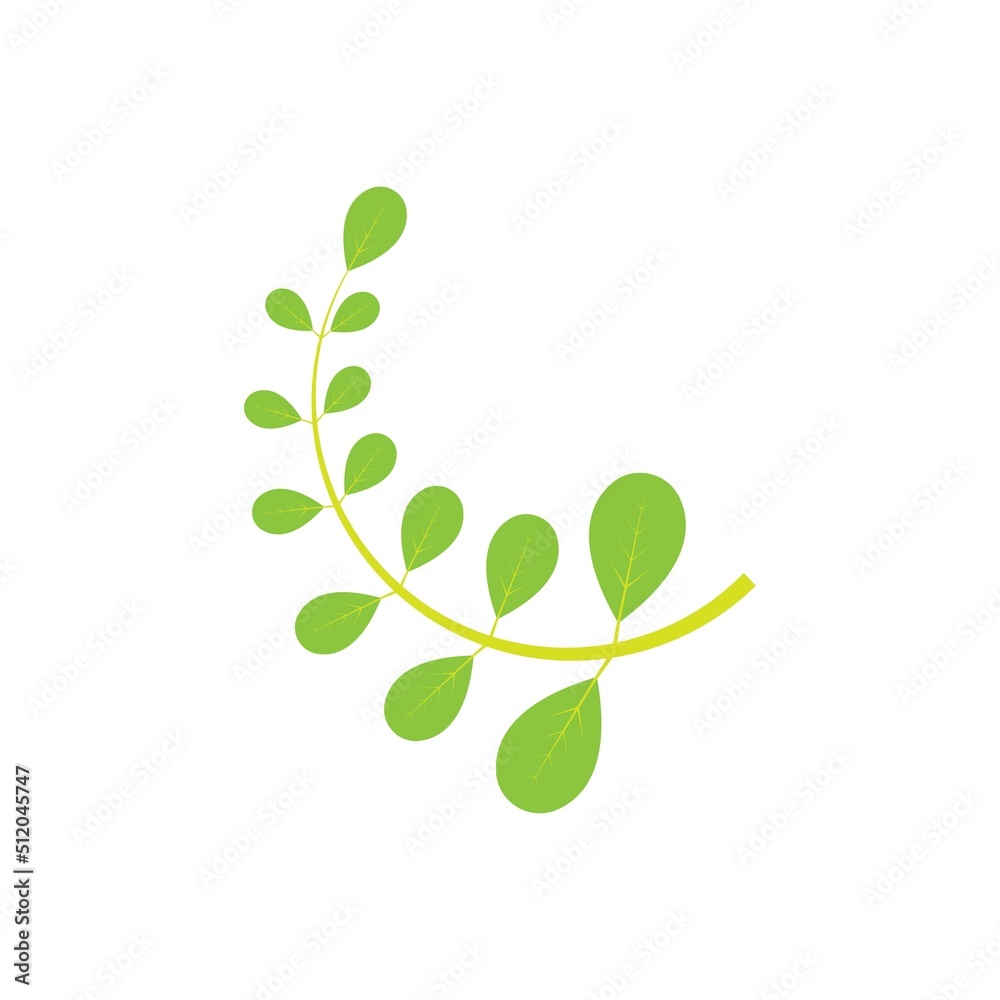 Moringa leaf logo illustration vector design