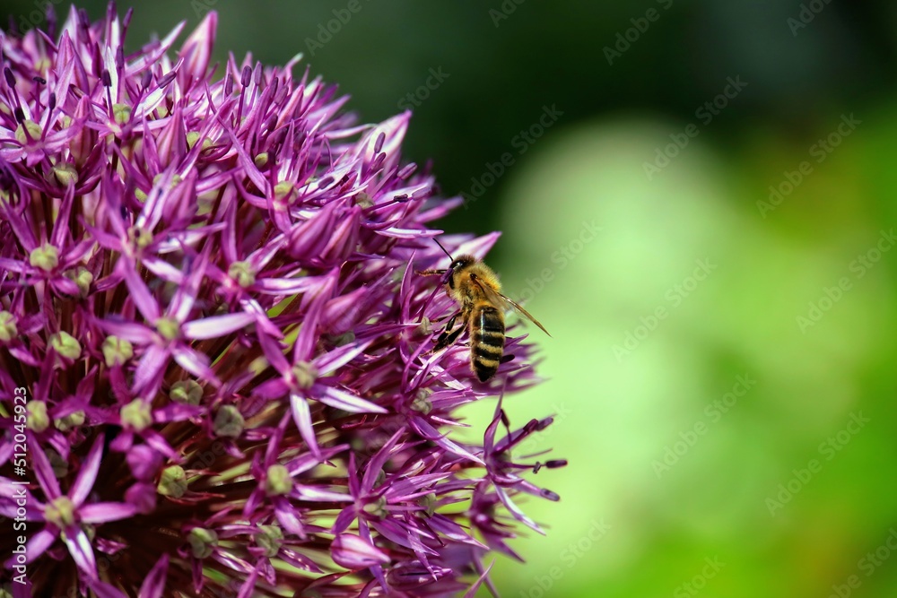 bee on thistle bee on thistle