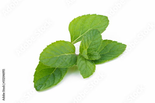 Green mint leaf isolated on white background.