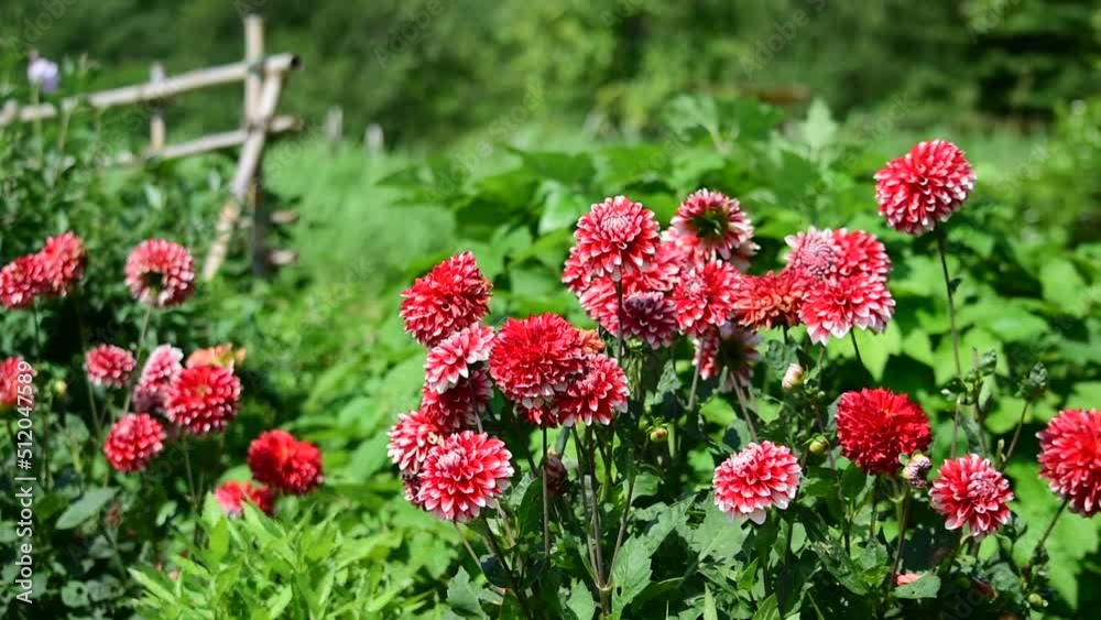 まぁるくて可愛いダリアの花 まぁるくて可愛いダリアの花