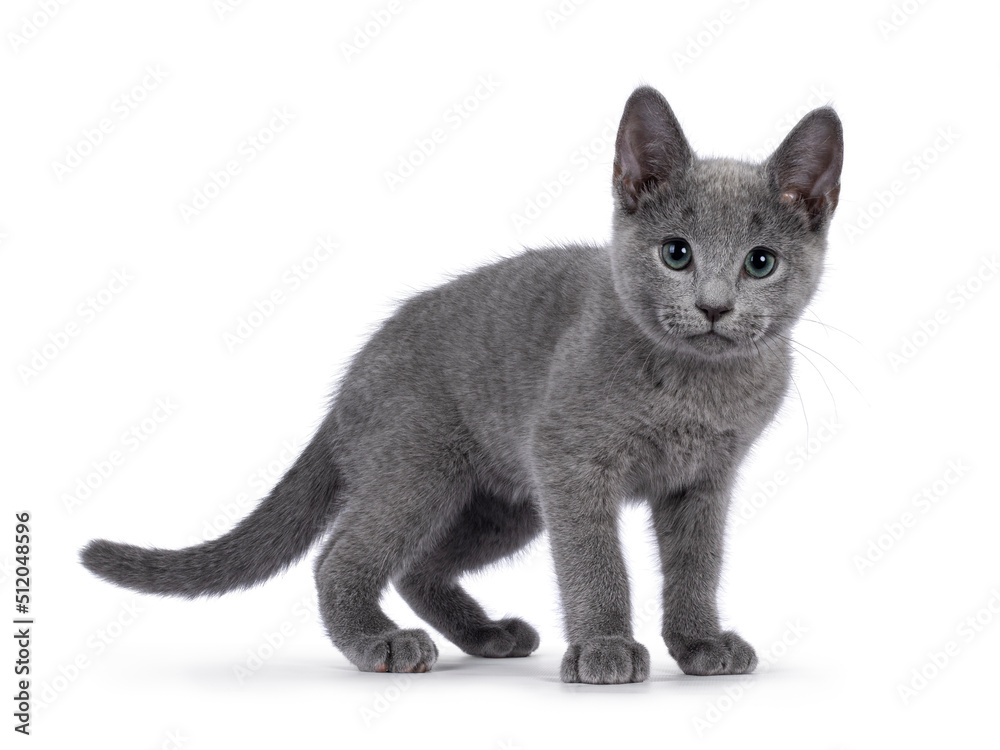 Well typed Russian Blue cat kitten, standing side ways. Looking curious to camera with green eyes. Isolated on a white background.