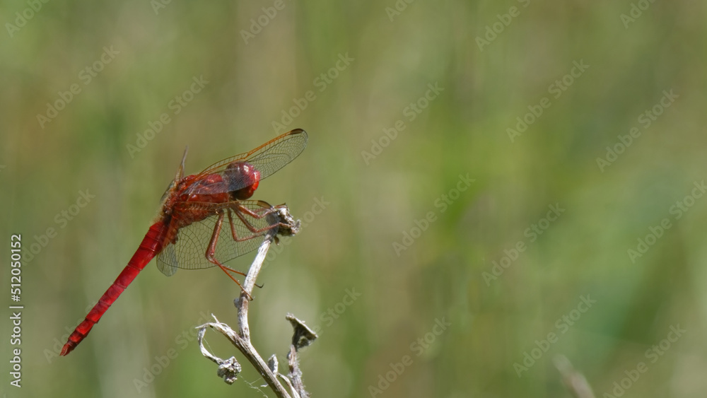 Crocothemis erythraea - mâle mature Crocothemis erythraea - mâle mature