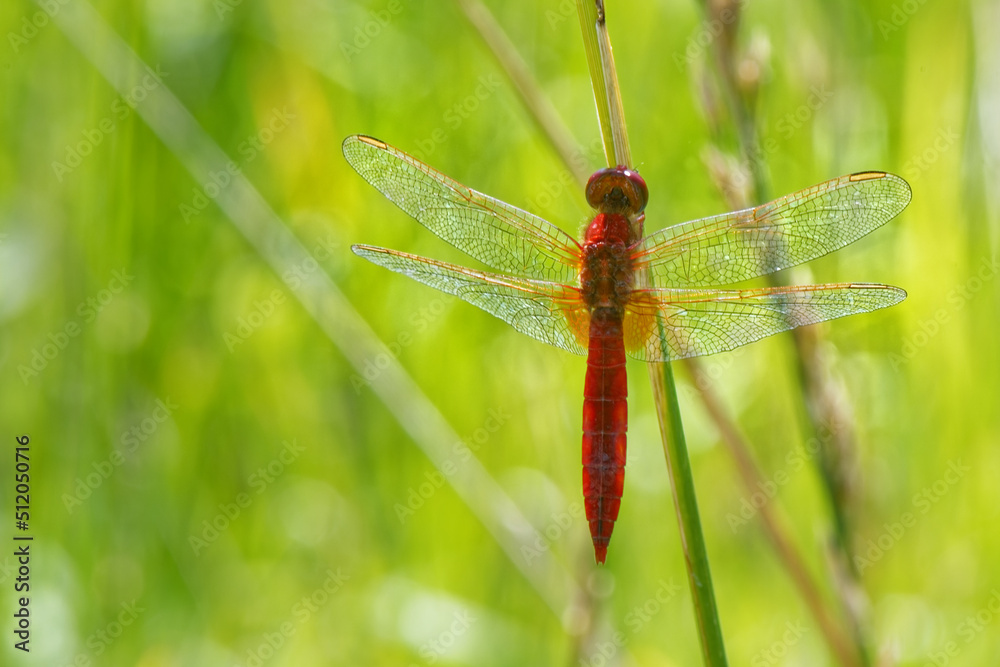 Crocothemis erythraea - mâle mature Crocothemis erythraea - mâle mature