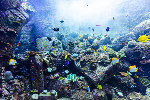Fototapeta Naklejka Na Ścianę i Meble -  Underwater coral reef and fish