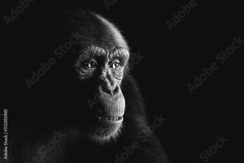Fotografiet Chimpanzee monkey face portrait on black