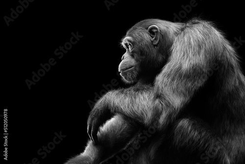 Leinwand Poster Chimpanzee monkey sitting portrait on black