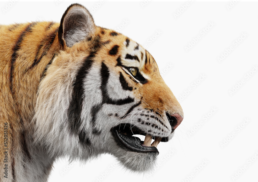 Fototapeta premium Tiger portrait isolated on white