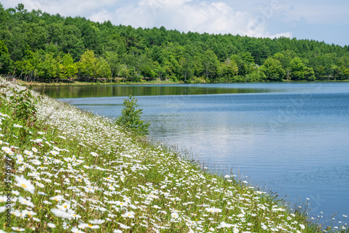 青空の元マーガレットの白い花が満開の女神湖畔