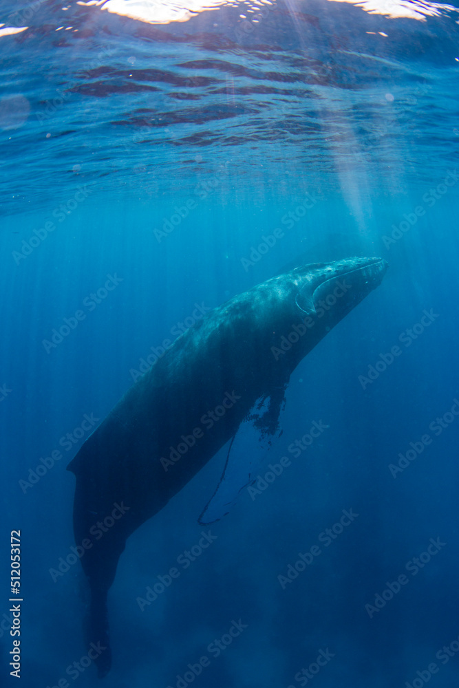 Humpback whale (Megaptera novaeangliae), adult underwater on the Silver Bank, Dominican Republic, Greater Antilles Humpback whale (Megaptera novaeangliae), adult underwater on the Silver Bank, Dominican Republic, Greater Antilles