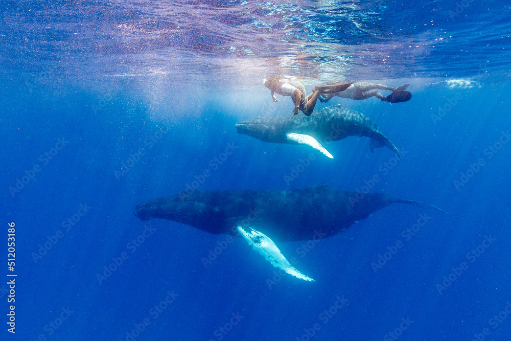 Humpback whale (Megaptera novaeangliae), mother and calf underwater on the Silver Bank, Dominican Republic, Greater Antilles Humpback whale (Megaptera novaeangliae), mother and calf underwater on the Silver Bank, Dominican Republic, Greater Antilles