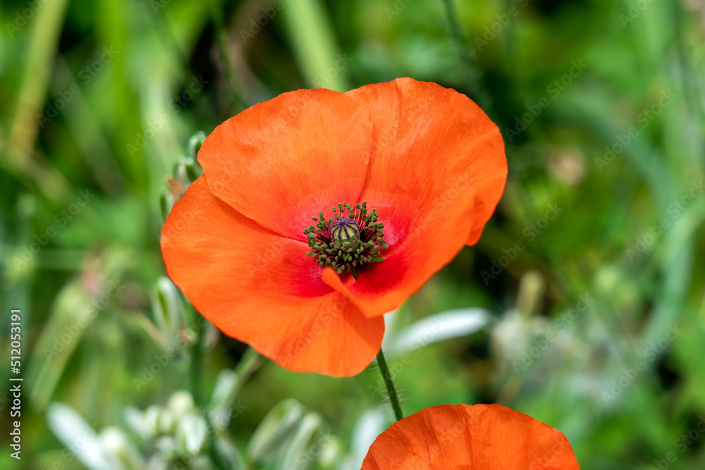 Red poppy (papaver rhoeas) a common wild garden red flower plant used in armistice remembrance day celebrations and is often called corn poppy, stock photo image Red poppy (papaver rhoeas) a common wild garden red flower plant used in armistice remembrance day celebrations and is often called corn poppy, stock photo image
