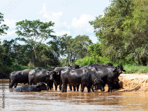 Adult domestic water buffalo (Bubalus bubalis), on the Rio Cuiaba, Mato Grosso, Pantanal, Brazil photo