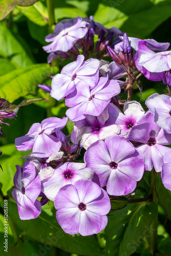 Phlox paniculata  Violet  an herbaceous summer autumn fall flowering plant with a purple summertime flower  stock photo image