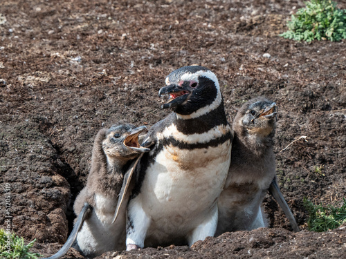 Adult Magellanic penguin (Spheniscus magellanicus), being accosted by hungry chicks on New Island photo