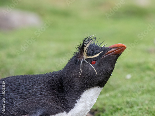 Adult southern rockhopper penguins (Eudyptes chrysocome), head detail on Saunders Island photo