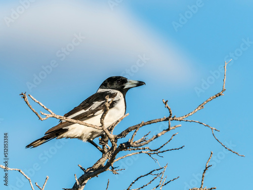 Adult pied butcher bird (Cracticus nigrogularis), perched in a bush at Cape Range National Park photo