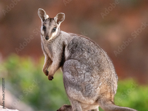 Adult black-footed rock wallaby (Petogale lateralis), in Cape Range National Park