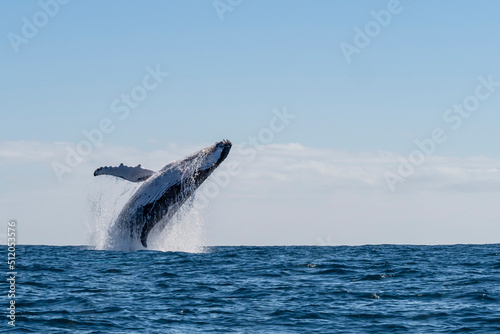 Humpback whale (Megaptera novaeangliae), adult breaching on Ningaloo Reef photo