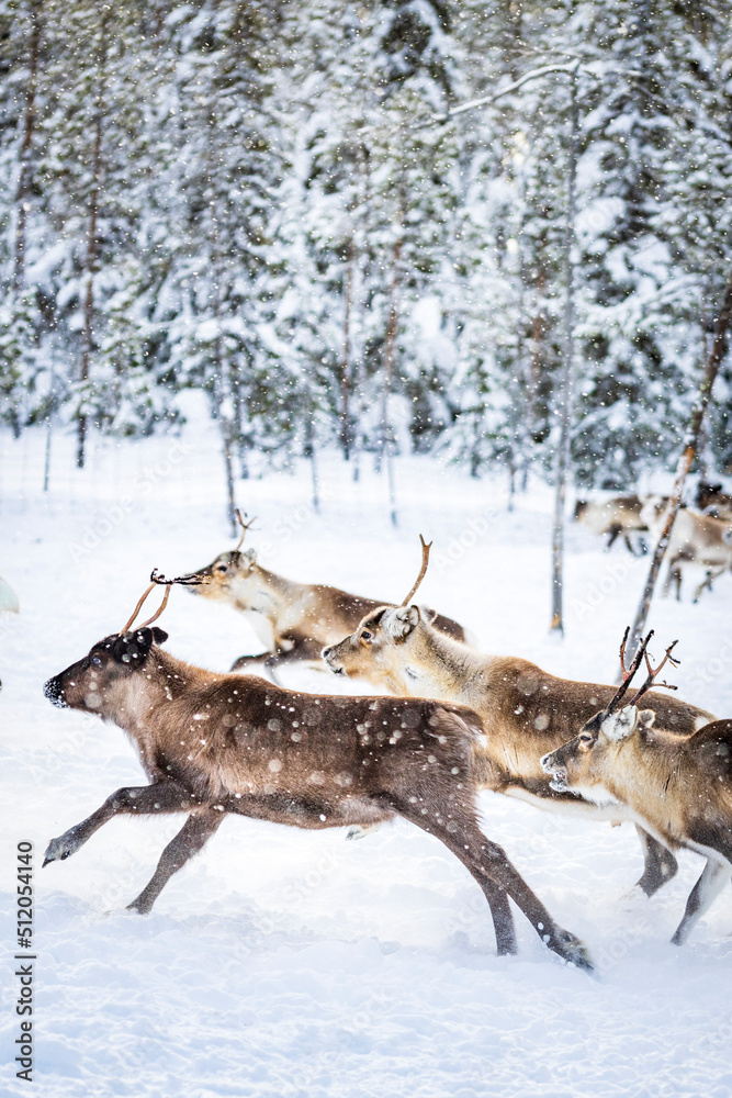 Small group of reindeer run in the snow covered forest during the arctic winter, Lapland, Sweden, Scandinavia Small group of reindeer run in the snow covered forest during the arctic winter, Lapland, Sweden, Scandinavia