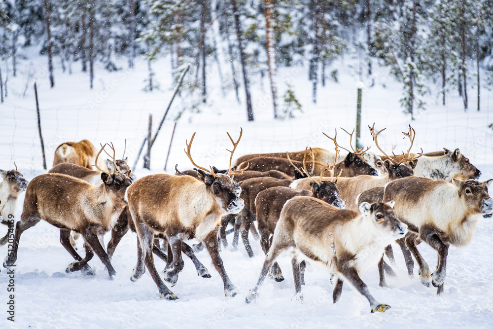 Herd of reindeer in the arctic forest during a winter snowfall, Lapland, Sweden, Scandinavia Herd of reindeer in the arctic forest during a winter snowfall, Lapland, Sweden, Scandinavia