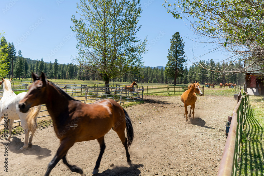 A farm for breeding horses in a picturesque setting. A farm for breeding horses in a picturesque setting.