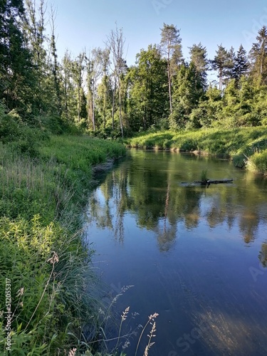 lake in the forest