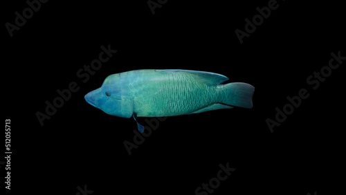 Napoleon Fish animation.Full HD 1920×1080.6 Second Long.Transparent Alpha video.LOOP.