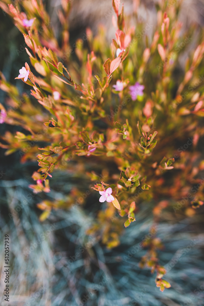 native Australian pink crowea plant with flower and golden leaves in winter native Australian pink crowea plant with flower and golden leaves in winter