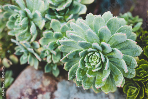 Εκτύπωση καμβά close-up of echeveria desert rose succulent plant with lots of raindrops from a