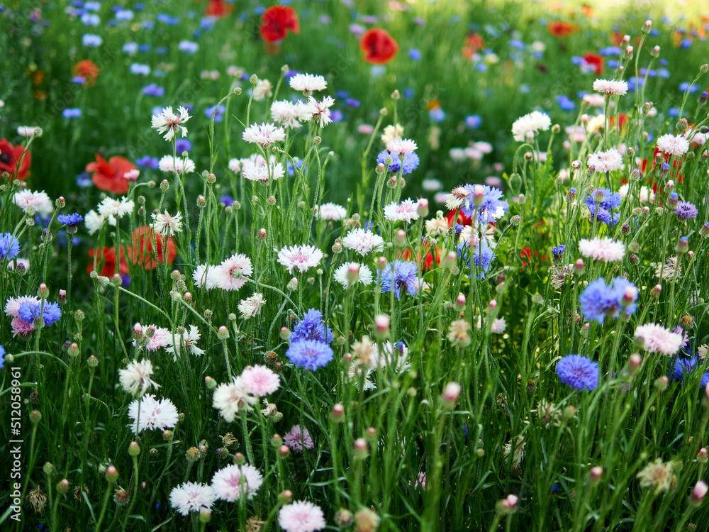 cornflower field in full blooming cornflower field in full blooming