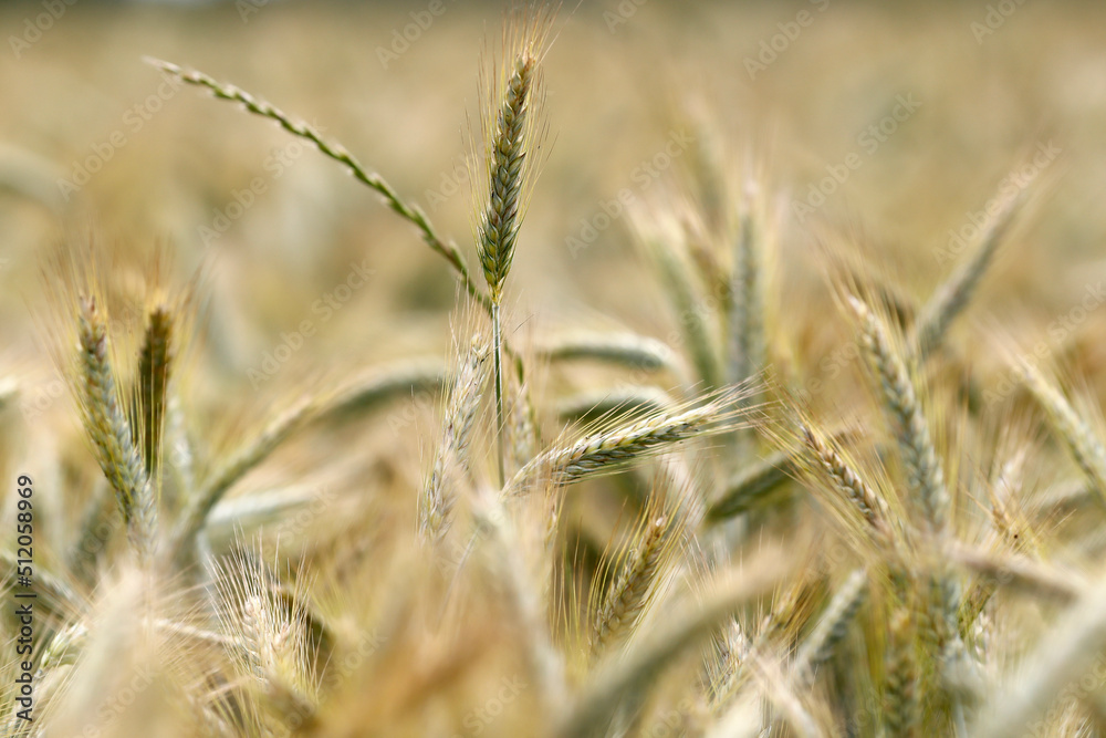 Wheat field, cultivated plants and agriculture, Yonne Wheat field, cultivated plants and agriculture, Yonne