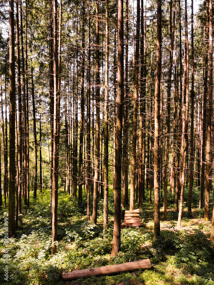 Fototapeta premium Forêt de sapins en Saône et Loire, le grand Charolais, pays Sud Bourgogne, Charolles, Saône-et-Loire, Bourgogne-Franche-Comté, France