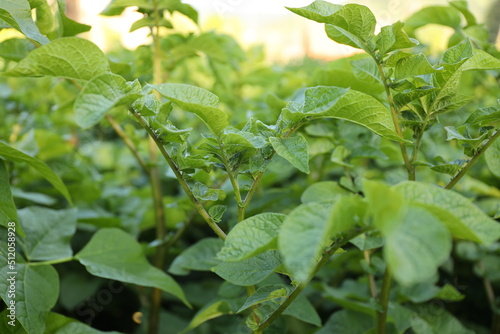 Green foliage of potatoes in an agricultural field.