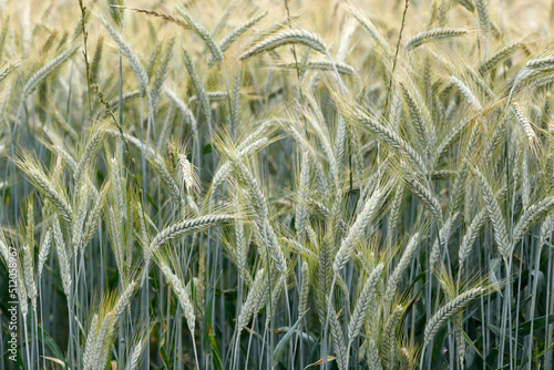Wheat field, cultivated plants and agriculture, Yonne