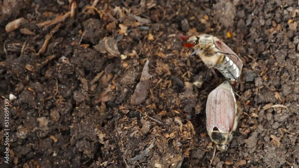 Maybugs in the spring garden. Cockchafer or Doodlebug (Melolontha melolontha) a large hairy brown beetle, a pest on the soil surface. Maybugs in the spring garden. Cockchafer or Doodlebug (Melolontha melolontha) a large hairy brown beetle, a pest on the soil surface.