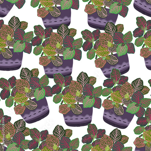 Houseplants. Botanical vector illustration.Variegated plants, multicolored leaves. Fittonia, plant growth. Seamless Pattern. Light background, wallpaper