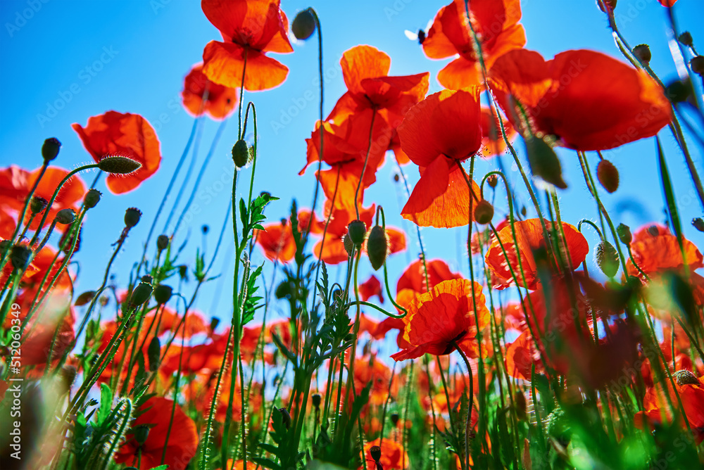 Obraz premium Blooming red poppy flowers in green field against blue sky, Beautiful natural landscape in summertime