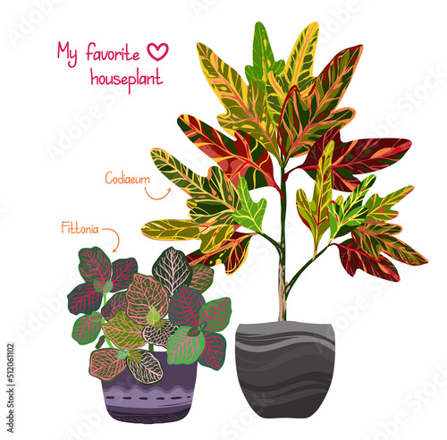 Houseplants. Botanical vector illustration.Variegated plants, multicolored leaves. Fittonia, Codiaeum, postcard