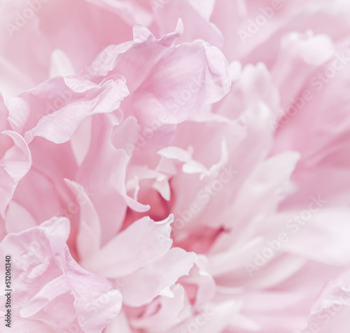 Pink peony flower petals. Soft focus. Abstract floral background for holiday brand design © OLAYOLA