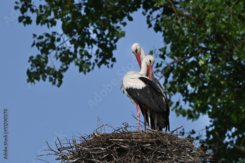 Beautiful family of storks in a nest on a tree, against the sky