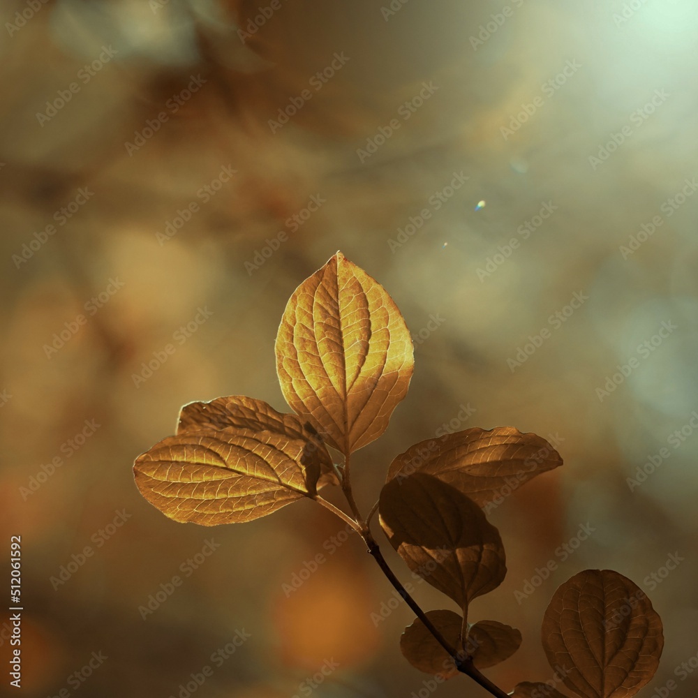 brown tree leaves in autumn season brown tree leaves in autumn season