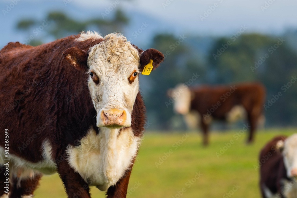 cows in a field, in Australia, A portrait of a fat cows on pasture and grass on a farm and ranch with mountains in the background. cows in a field, in Australia, A portrait of a fat cows on pasture and grass on a farm and ranch with mountains in the background.