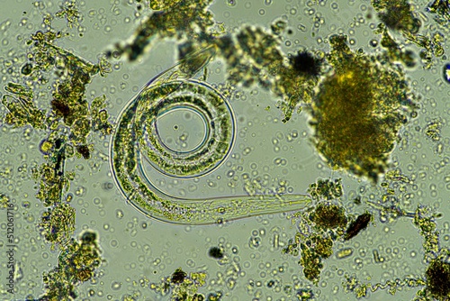 microorganisms and soil biology, with nematodes and fungi under the microscope. photo