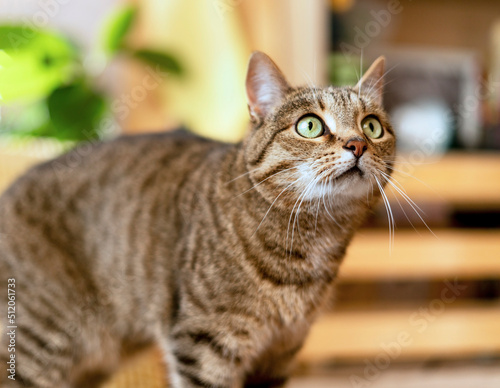 Fototapeta Naklejka Na Ścianę i Meble -  Striped tabby beige surprised domestic cat with green eyes looking up in home room in sunny against plants cute pets animals selective focus