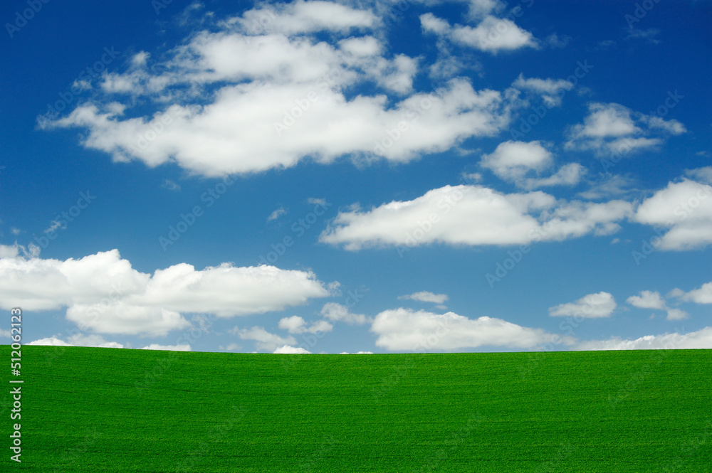 Wheatfields, green crops growing in an undulating landscape. Wheatfields, green crops growing in an undulating landscape.