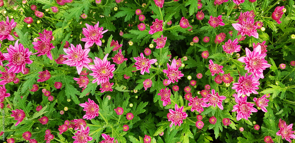 Fototapeta premium Beautiful tropical pink, violet or purple flower blooming with green leaves background in floral garden. Flower name is Chrysanthemum and scientific name is Dendranthema Grandiflora. Flora wallpaper