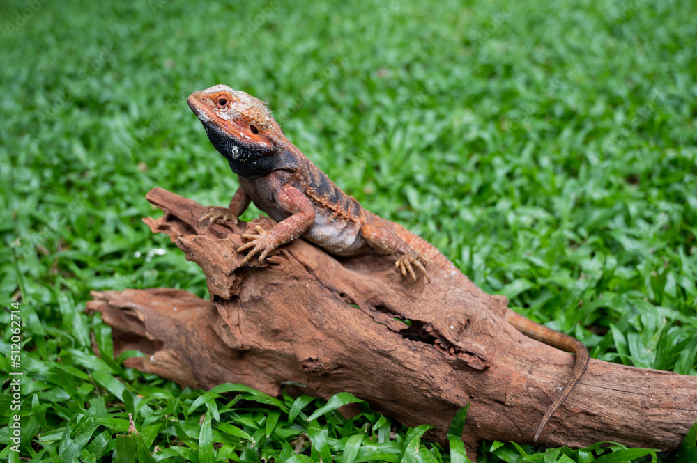 Obraz premium bearded dragon on ground with blur background