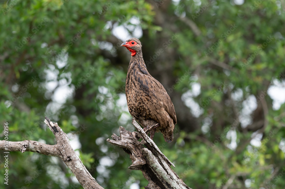 A Swainson's spurfowl, Pternistis swainsonii, stands at the top of a branch A Swainson's spurfowl, Pternistis swainsonii, stands at the top of a branch