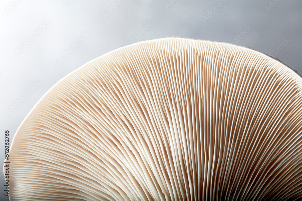 Close up of gills of oyster mushroom (Pleurotus ostreatus) Stock Photo