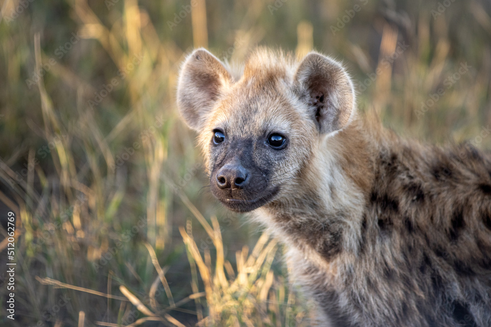 A portrait of a hyena pup, Crocuta crocuta. A portrait of a hyena pup, Crocuta crocuta.